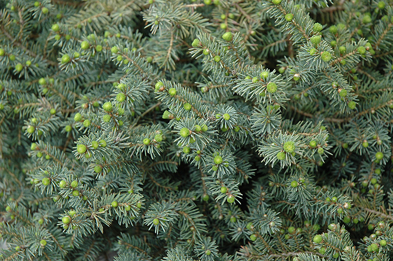 Dwarf Black Spruce (Picea mariana 'Nana') at Frisella Nursery