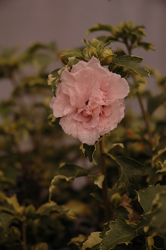 Sugar Tip Rose of Sharon (Hibiscus syriacus 'America Irene Scott') at Frisella Nursery