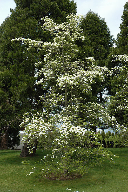 Eddie's White Wonder Flowering Dogwood (Cornus 'Eddie's White Wonder') at Frisella Nursery