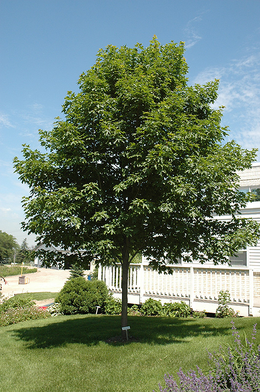 Fall Fiesta Sugar Maple (Acer saccharum 'Bailsta') at Frisella Nursery