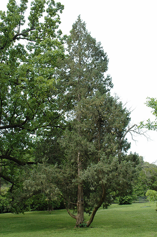 Keteleer Juniper (Juniperus chinensis 'Keteleeri') at Frisella Nursery
