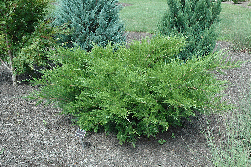 Sea Green Juniper (Juniperus chinensis 'Sea Green') at Frisella Nursery