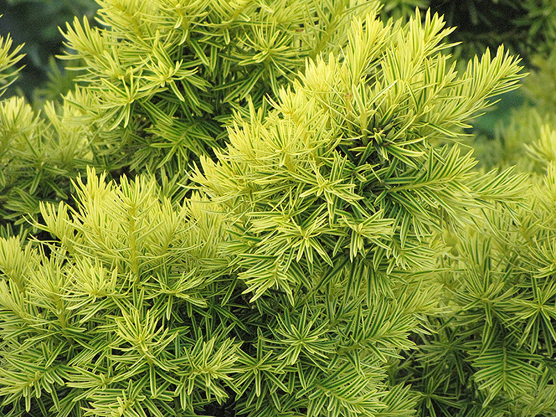 Dwarf Golden Japanese Yew (Taxus cuspidata 'Nana Aurescens') at Frisella Nursery