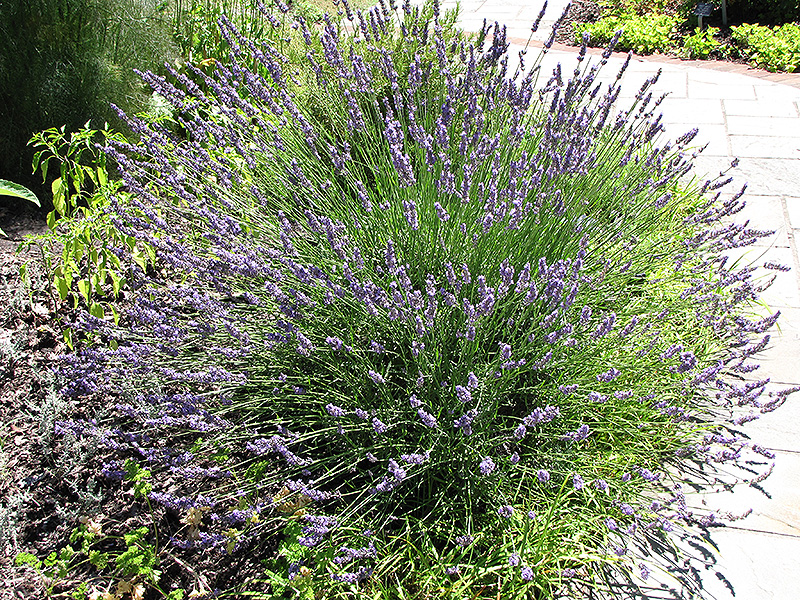 Grosso Lavender (Lavandula x intermedia 'Grosso') at Frisella Nursery