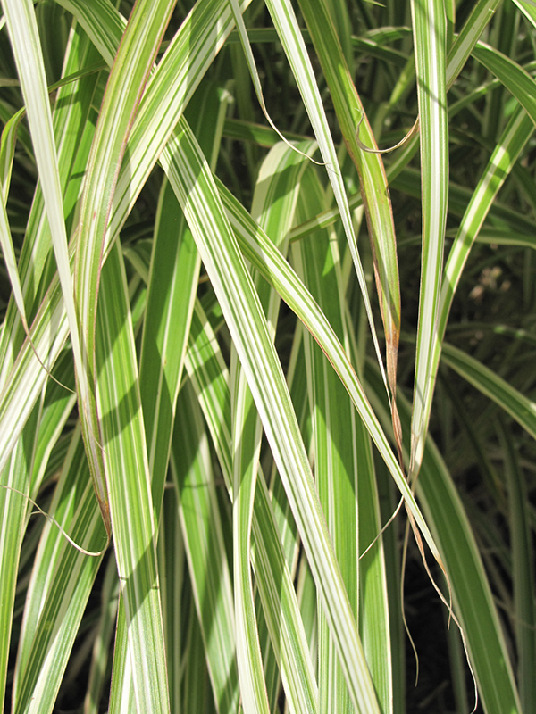 Morning Light Maiden Grass (Miscanthus sinensis 'Morning Light') at Frisella Nursery