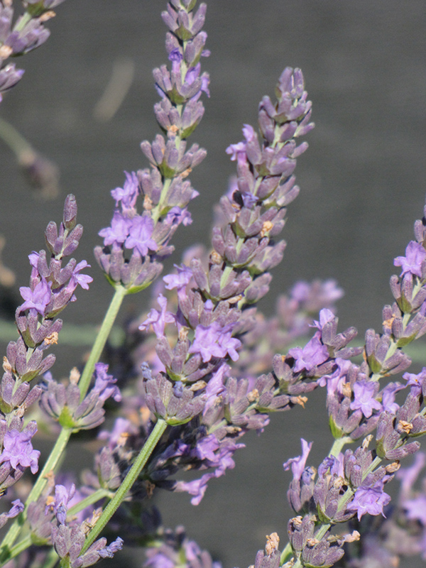 Grosso Lavender (Lavandula x intermedia 'Grosso') at Frisella Nursery