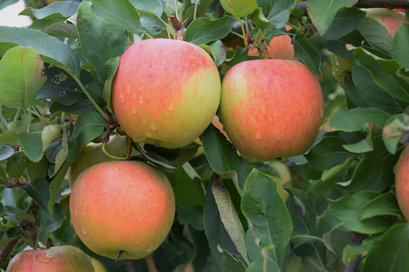 Gala Apple (Malus 'Gala') at Frisella Nursery