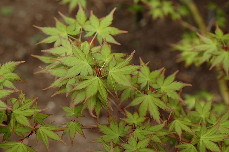 Tsukasa Silhouette Japanese Maple (Acer palmatum 'Tsukasa Silhouette') at Frisella Nursery