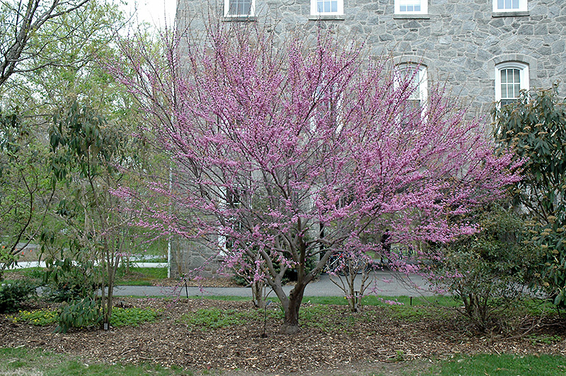 Ace Of Hearts Redbud (Cercis canadensis 'Ace Of Hearts') at Frisella Nursery