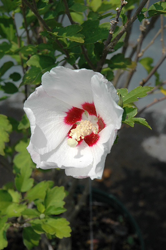 Red Heart Rose Of Sharon (Hibiscus syriacus 'Red Heart') at Frisella Nursery
