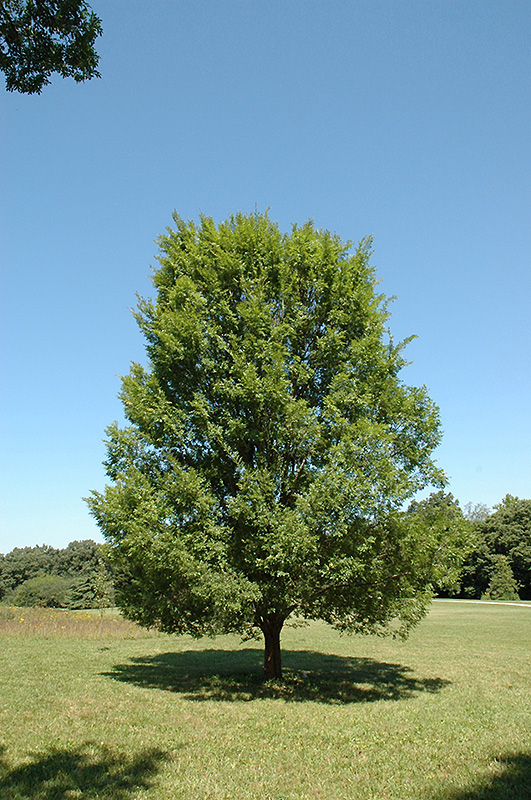 Allee Elm (Ulmus parvifolia 'Allee') at Frisella Nursery