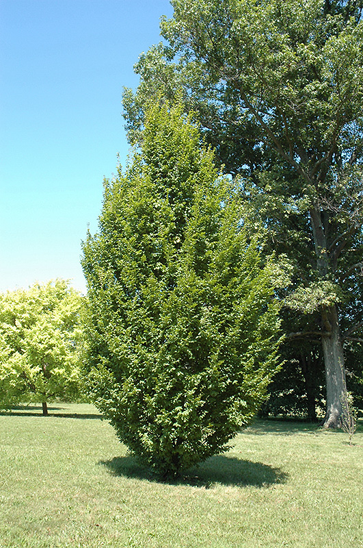 Frans Fontaine Hornbeam (Carpinus betulus 'Frans Fontaine') at Frisella Nursery