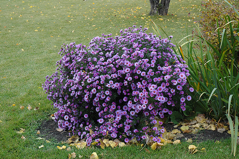 Purple Dome Aster (Symphyotrichum novae-angliae 'Purple Dome') at Frisella Nursery
