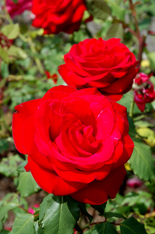 Olympiad Rose (Rosa 'Olympiad') at Frisella Nursery