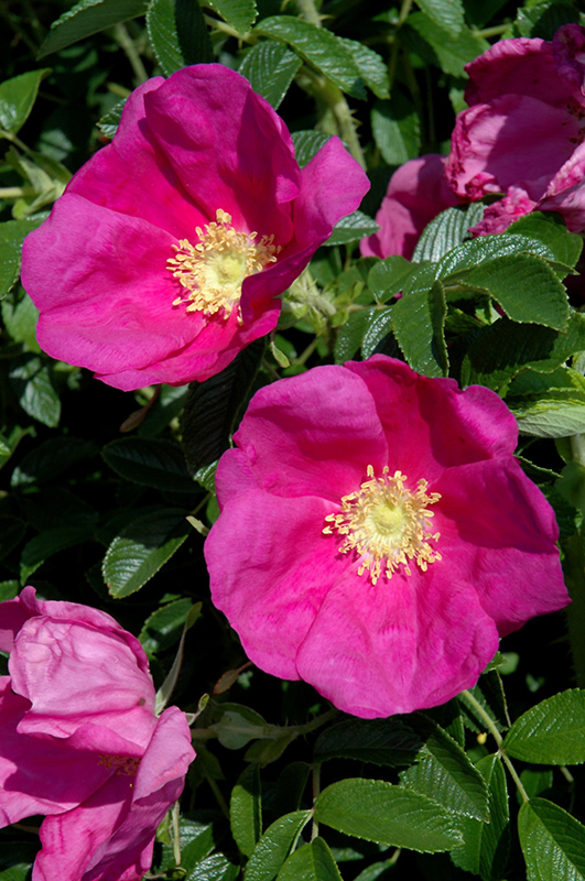 Raspberry Rugostar Rose (Rosa 'Meitozaure') at Frisella Nursery