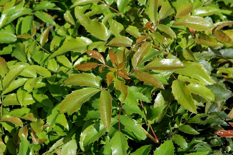 Compact Oregon Grape (Mahonia aquifolium 'Compactum') at Frisella Nursery