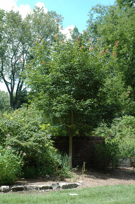 Henry's Maple (Acer henryi) at Frisella Nursery