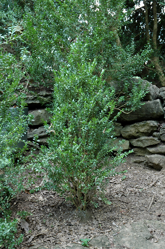 Fastigiata Boxwood (Buxus sempervirens 'Fastigiata') at Frisella Nursery