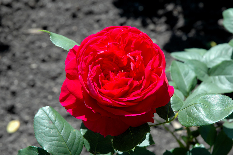 Heathcliff Rose (Rosa 'Ausnipper') at Frisella Nursery