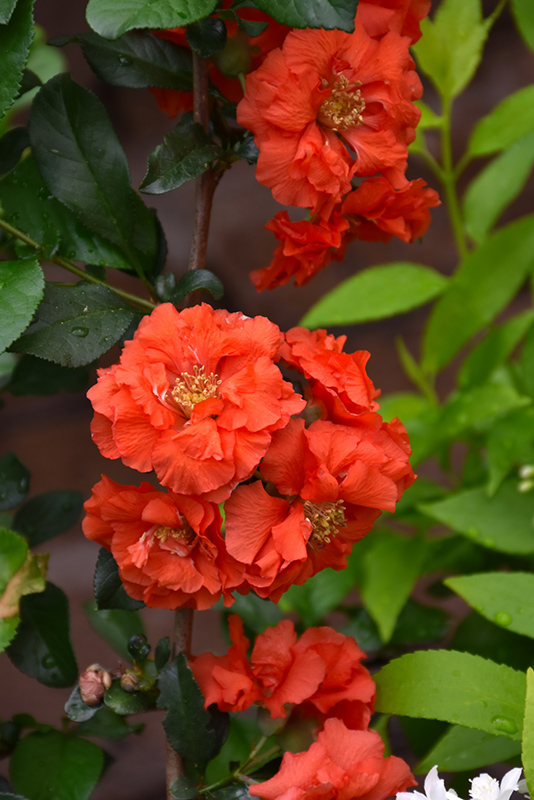 Double Take Orange Flowering Quince (Chaenomeles speciosa 'Orange Storm') at Frisella Nursery