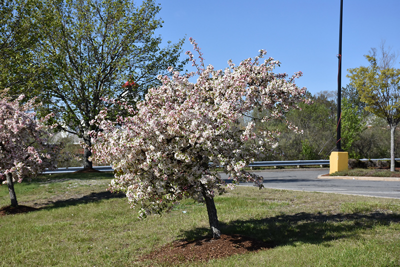 Candymint Flowering Crab (Malus sargentii 'Candymint') at Frisella Nursery
