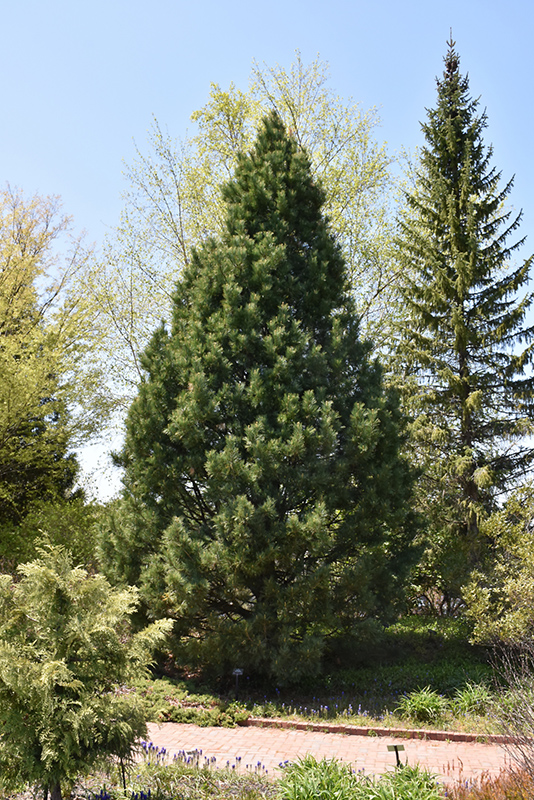 Swiss Stone Pine (Pinus cembra) at Frisella Nursery