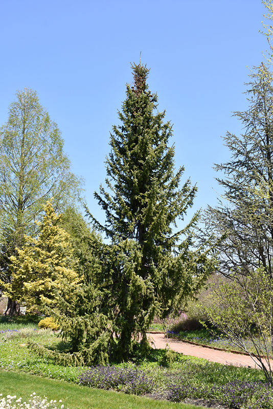 Serbian Spruce (Picea omorika) at Frisella Nursery