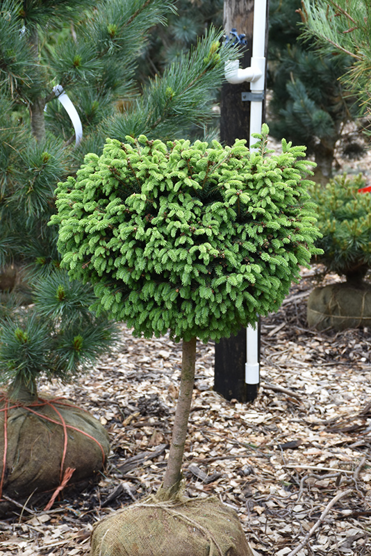 Little Gem Spruce (tree form) (Picea abies 'Little Gem (tree form)') at Frisella Nursery