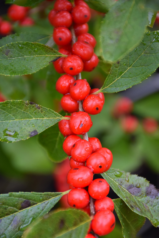 Red Sprite Winterberry (Ilex verticillata 'Red Sprite') at Frisella Nursery