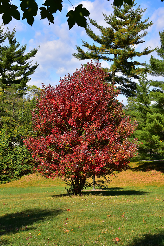 Redpointe Red Maple (Acer rubrum 'Frank Jr.') at Frisella Nursery