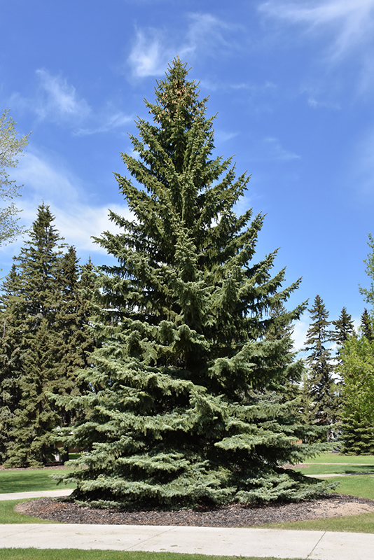Blue Colorado Spruce (Picea pungens 'var. glauca') at Frisella Nursery