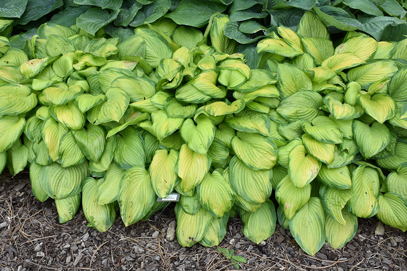 Stained Glass Hosta (Hosta 'Stained Glass') at Frisella Nursery