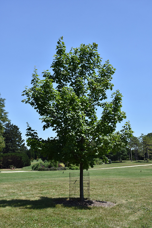 Crescendo Sugar Maple (Acer saccharum 'Morton Crescendo') at Frisella Nursery