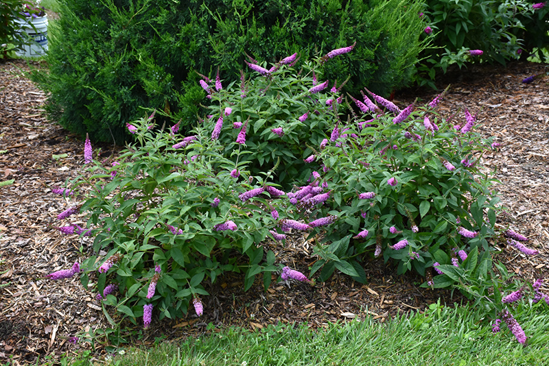 Lo & Behold Pink Micro Chip Butterfly Bush (Buddleia 'Pink Micro Chip') at Frisella Nursery
