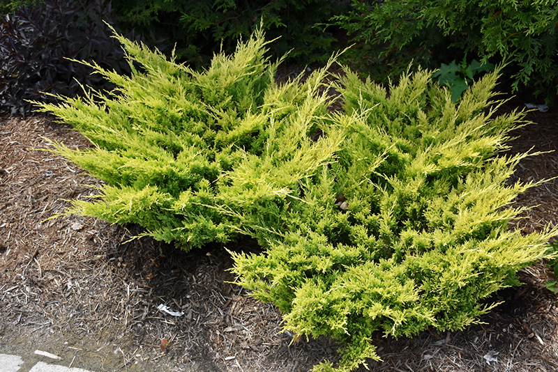 Good Vibrations Gold Juniper (Juniperus horizontalis 'Hegedus') at Frisella Nursery