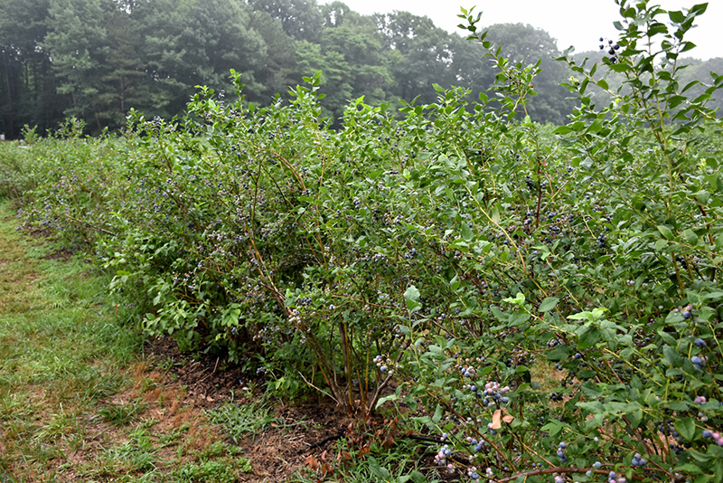 Bluecrop Blueberry (Vaccinium corymbosum 'Bluecrop') at Frisella Nursery