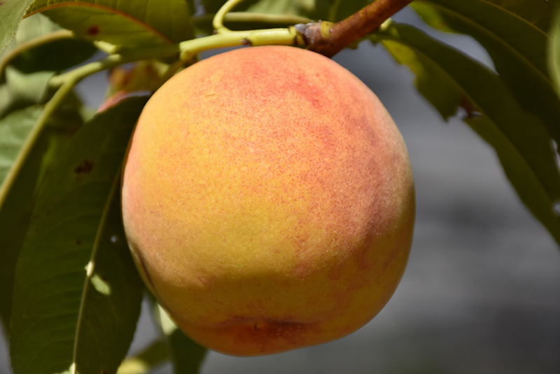Reliance Peach (Prunus persica 'Reliance') at Frisella Nursery