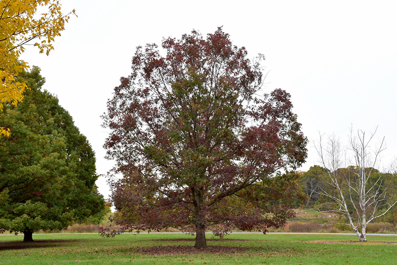 White Oak (Quercus alba) at Frisella Nursery