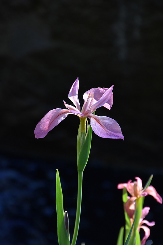Copper Iris (Iris fulva) at Frisella Nursery