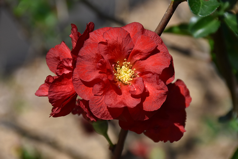 Double Take Scarlet Flowering Quince (Chaenomeles speciosa 'Scarlet Storm') at Frisella Nursery