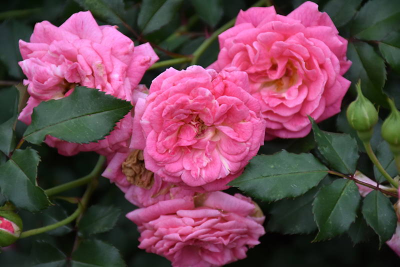 Sweet Drift Rose (Rosa 'Meiswetdom') at Frisella Nursery