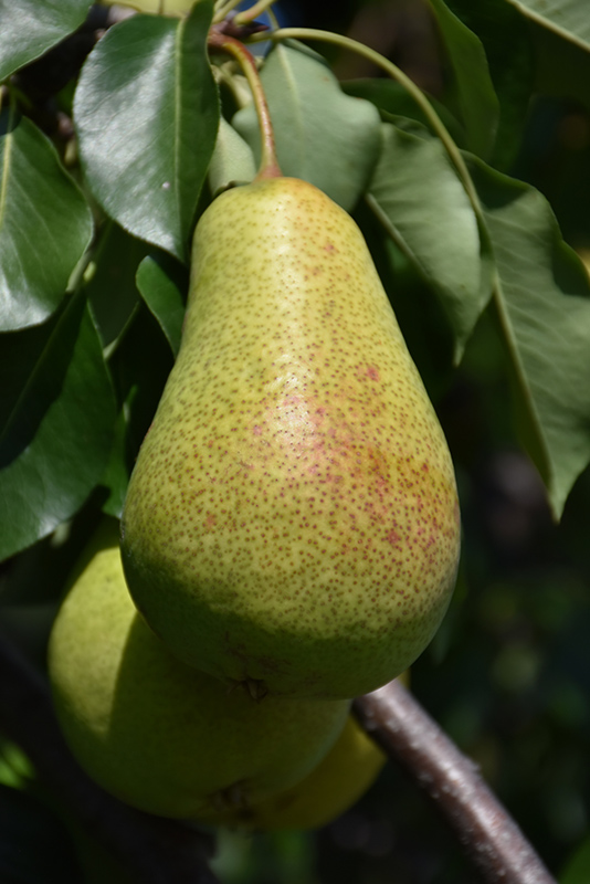 Patten Pear (Pyrus 'Patten') at Frisella Nursery