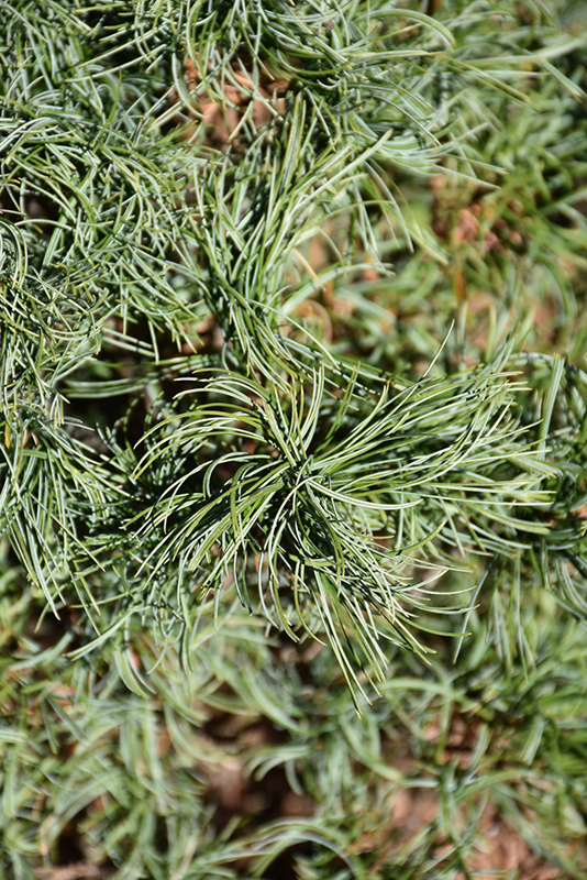 Green Twist White Pine (Pinus strobus 'Green Twist') at Frisella Nursery