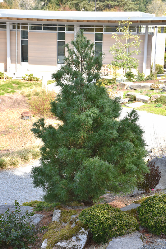 Mini Twists White Pine (Pinus strobus 'Mini Twists') at Frisella Nursery
