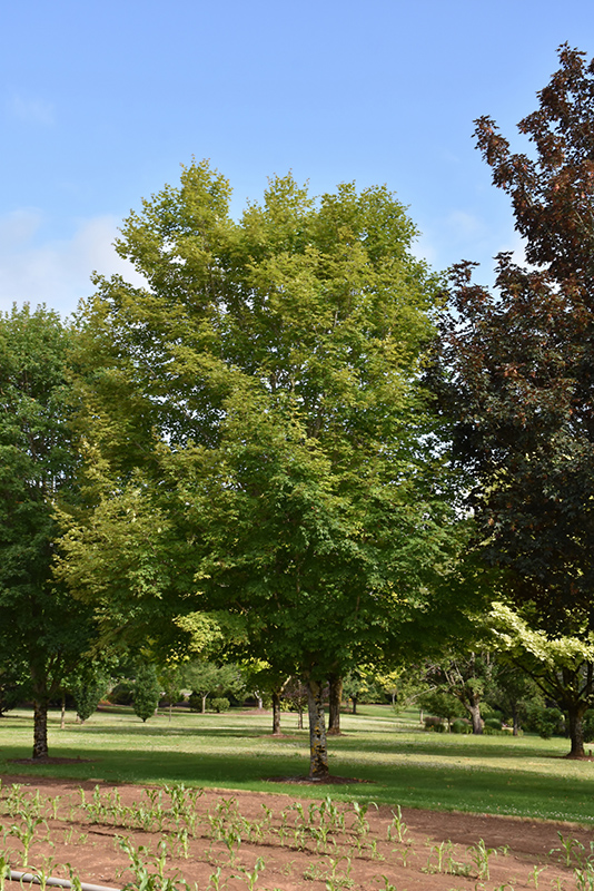 Wright Brothers Sugar Maple (Acer saccharum 'Wright Brothers') at Frisella Nursery