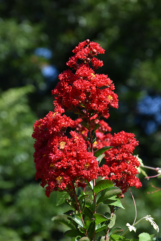Red Rocket Crapemyrtle (Lagerstroemia indica 'Whit IV') at Frisella Nursery