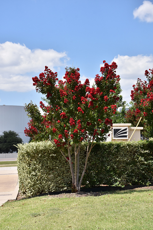 Dynamite Crapemyrtle (Lagerstroemia indica 'Whit II') at Frisella Nursery