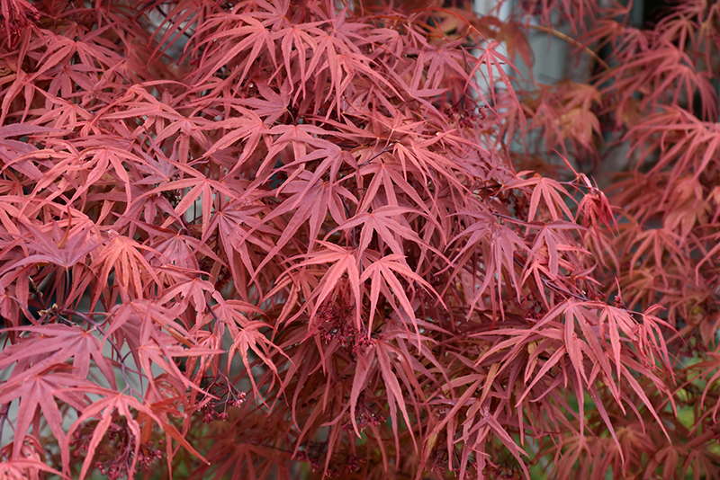 Beni Otake Japanese Maple (Acer palmatum 'Beni Otake') at Frisella Nursery