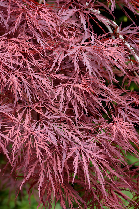 Red Dragon Japanese Maple (Acer palmatum 'Red Dragon') at Frisella Nursery