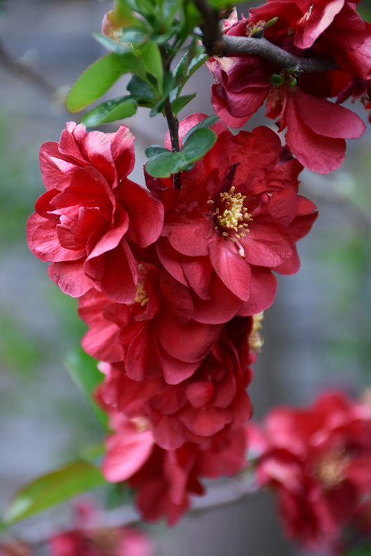 Double Take Scarlet Flowering Quince (Chaenomeles speciosa 'Scarlet Storm') at Frisella Nursery